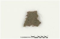 藏品(擬圓葉蘚)的圖片